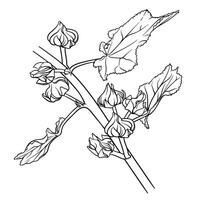 Black and white outline drawing of mallow branch with buds and leaves. botanical illustration. Detailed lines for coloring books, graphic design, creative projects. vector