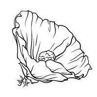 Elegant and minimalistic, black and white drawing of a bud of a flower of mallow, hollyhock, hibiscus. Design for coloring books, logos vector