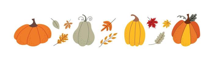 collection of pumpkins. Autumn elements, different leaves and pumpkin of different varieties. Autumn simple illustration on white isolated background. vector