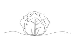 Cabbage one line art drawing isolated on white background. vector