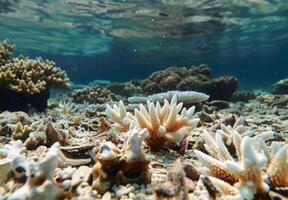 A close up of dead coral fragments scattered on the ocean floor, highlighting the extent of reef degradation photo