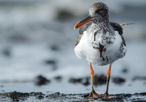 A close up of a seabird affected by oil pollution, standing on a contaminated beach photo
