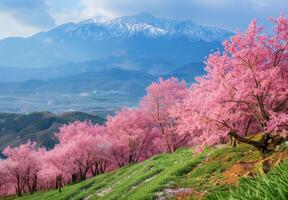 A hillside covered in cherry blossoms with distant mountains in the background photo