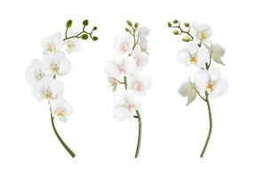 3d realistic illustration. Set of beautiful white orchid stems. Isolated on white background. vector