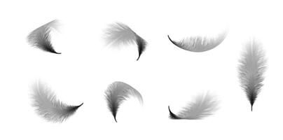 3d realistic illustration. Black fluffy bird feather in different twisted shapes. Flying closeup detailed feather. vector