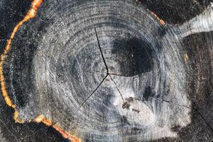 Wood abstract texture. Surface grunge backdrop. Dirty wooden effect pattern. Material background. photo