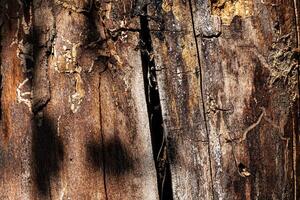 Wood abstract texture. Surface grunge backdrop. Dirty wooden effect pattern. Material background. photo