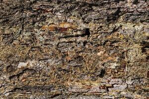 Wood abstract texture. Surface grunge backdrop. Dirty wooden effect pattern. Material background. photo