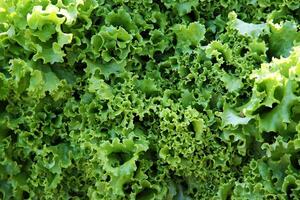 Selada or lettuce. Lettuce is a plant with large green leaves that is the basic ingredient of many salads. photo