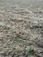 soil appears to be wet and freshly plowed. photo