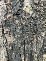 The bark's texture appears to be scaly, with overlapping layers creating a somewhat layered effect. photo