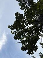 a section of a tree canopy with lush green leaves against a clear blue sky. photo