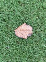 The leaf seems to have a distinct vein pattern, suggesting it might be from a deciduous tree. photo