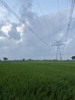 Winding Lane Through Green Fields photo