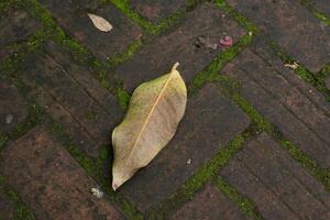 Brown brick pattern background with leaves photo