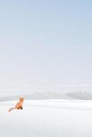 Lonely fox in snowscape with mountain ranges behind graphic illustration. Merry Christmas and Happy New Year greeting card vertical template have blank space. vector