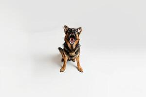 Full-length photo of an aggressive German Shepherd barking on a white background top view. A cute dog with an open mouth and sharp teeth.