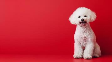 A photo of a contented, cute, joyful Bichon Frise dog sitting on a red background with space to copy.