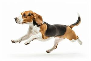 A photo of a jumping beagle dog with fluttering ears on a white background.
