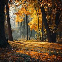 A path passing through a forest grove. A haze in the forest on a hill. The spring period in the forest. The atmosphere of the spring forest and cloudy weather. photo