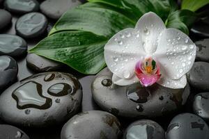 A white orchid on smooth round stones with water droplets. The concept of relaxation and wellness, tranquility and tranquility in the spa photo