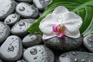 A white orchid on smooth round stones with water droplets. The concept of relaxation and wellness, tranquility and tranquility in the spa photo