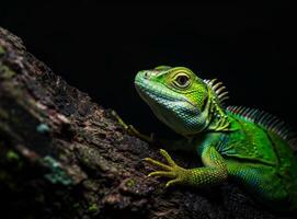 A green lizard on a black background. A large bright green iguana sitting on a tree trunk. photo