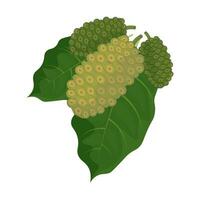 Illustration Logo Clip Art Raw Noni or Morinda Citrifolia fruits vector