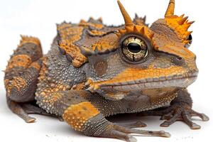 Fantasy Horned Toad Lizard with Intricate Textures and Vivid Colors for Mythical Creature Designs and Art photo