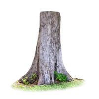 Tree Stump Isolated on White Background with Green Grass and Small Plants Growing Around the Base photo