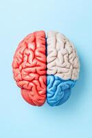 Top view of a brain model divided into hemispheres in red and blue on a blue background, symbolizing creativity and logic. photo