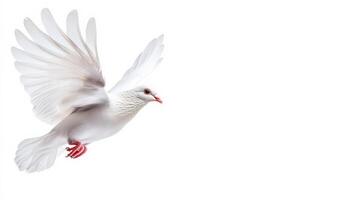 A white dove with outstretched wings in flight against a white background symbolizing peace, freedom, and purity. photo