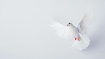 A beautiful white dove in flight against a clean, minimalistic background. Symbol of peace, freedom, and purity. photo