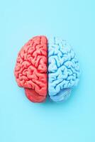 A colorful model of a human brain on a blue background, highlighting the distinct hemispheres in red and blue colors. photo