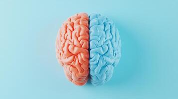 A top view of a human brain model divided into red and blue hemispheres, isolated on a light blue background. photo