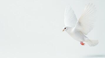 A beautiful white dove in mid-flight, symbolizing peace and purity, against a minimalistic white background. photo