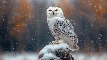 A majestic snowy owl perched on a snowy rock, surrounded by falling snowflakes and a blurred autumn background. photo