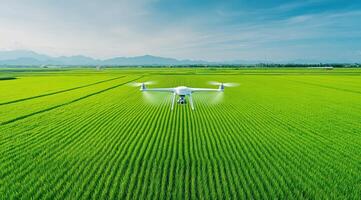 An aerial view of a drone flying over lush green rice fields under a clear blue sky, showcasing modern agriculture technology. photo