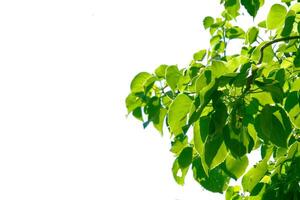 Sunlit Green Leaves Against a Clear Blue Sky Capturing the Essence of Nature's Freshness and Tranquility photo