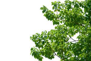 Lush Green Tree Branches Against a Clear White Sky Background in Summer photo