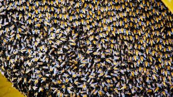 Close-up of a Dense Swarm of Bees on a Honeycomb in a Beehive photo