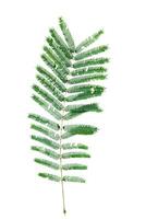 Close-up of a Green Fern Leaf Isolated on White Background with Detailed Texture and Pattern photo