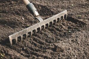 farmer prepares the soil with a rake before planting plants photo