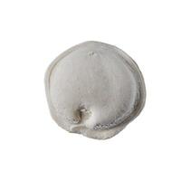 frozen dumplings on a white background photo