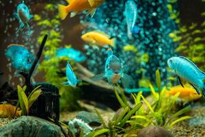 Goldfish in freshwater aquarium with green beautiful planted tropical. fish in freshwater aquarium with green beautiful planted tropical. Colorful fish on green background. photo