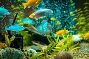 Goldfish in freshwater aquarium with green beautiful planted tropical. fish in freshwater aquarium with green beautiful planted tropical. Colorful fish on green background. photo