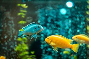Goldfish in freshwater aquarium with green beautiful planted tropical. fish in freshwater aquarium with green beautiful planted tropical. Colorful fish on green background. photo
