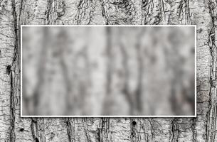 White passepartout frame around blurry background. Palm tree bark texture. Background texture of tree bark. Skin the bark of a tree that traces cracking. Wood texture tree bark close photo