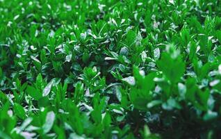 Close up of bush leaves with dew drops. Green background from wet leaves. Background for a poster about ecology. photo