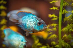 Blue fish in freshwater aquarium with green beautiful planted tropical. fish in freshwater aquarium with green beautiful planted tropical. Colorful fish on green background. photo